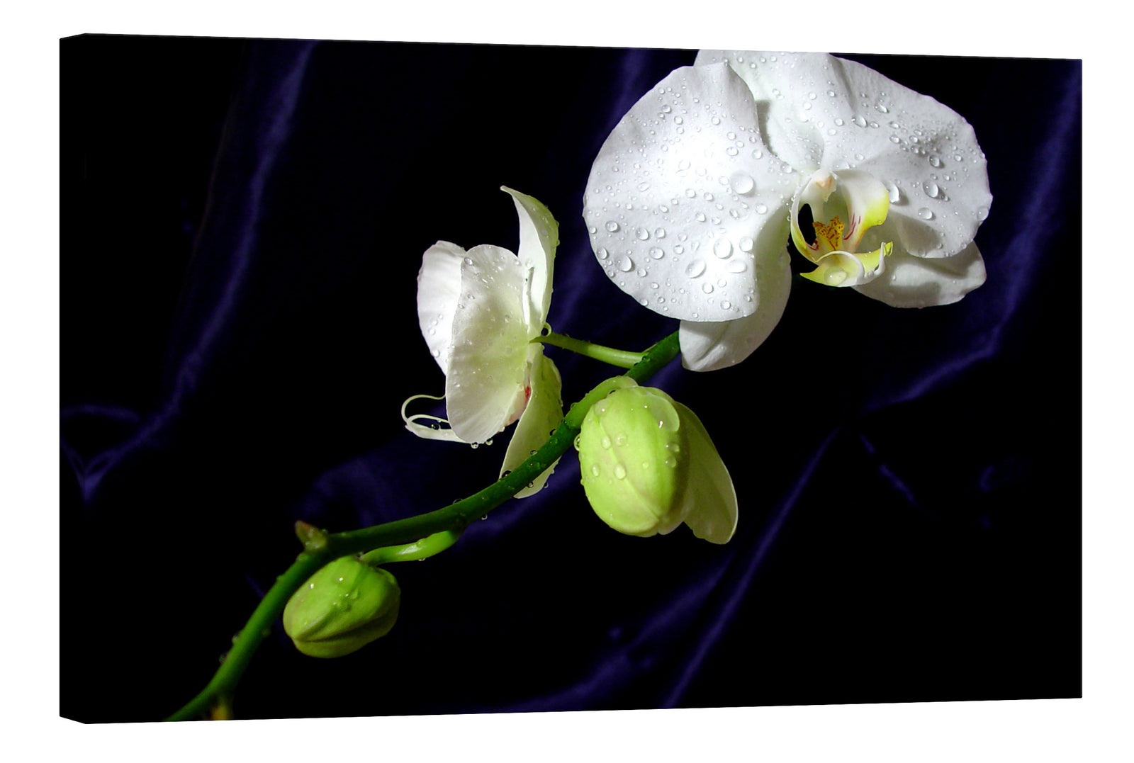 Flowers No. 032, by day