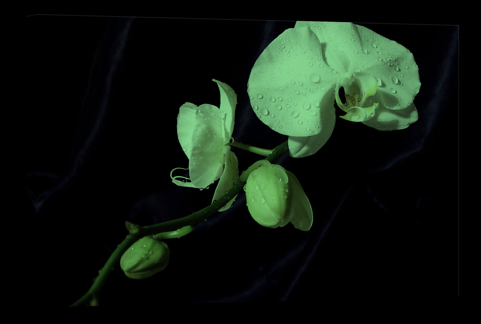 Flowers No. 032, glowing at night
