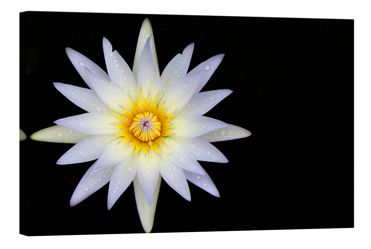 Flowers No. 033, by day