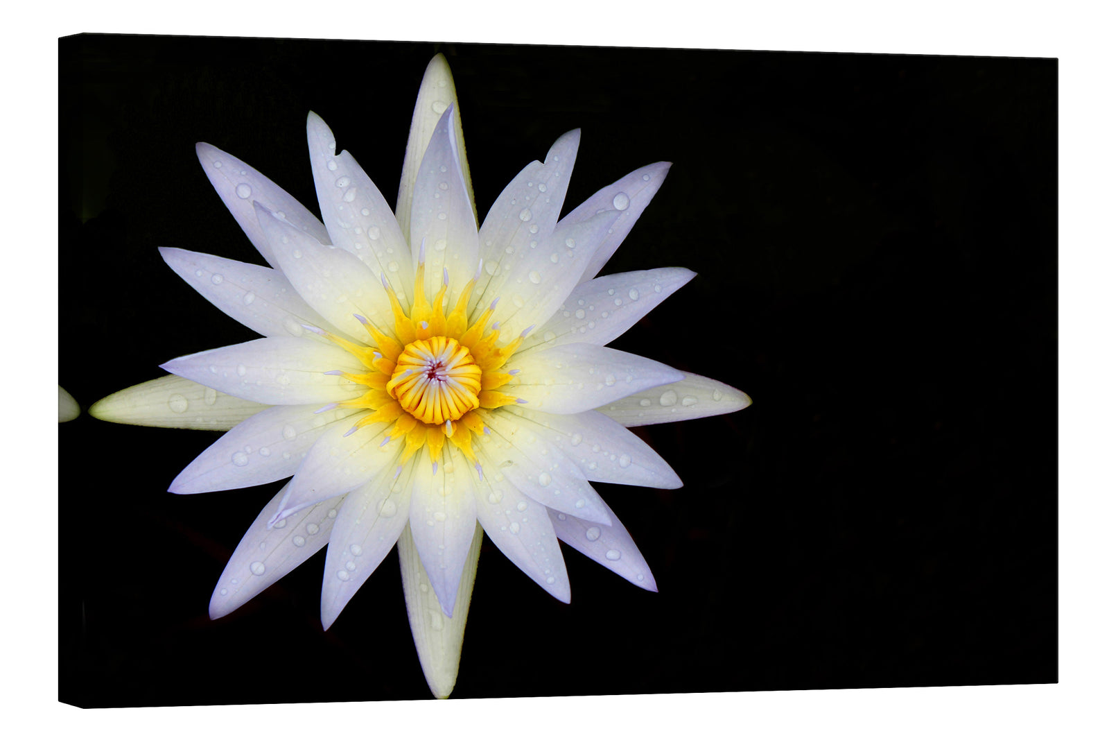 Flowers No. 033, by day