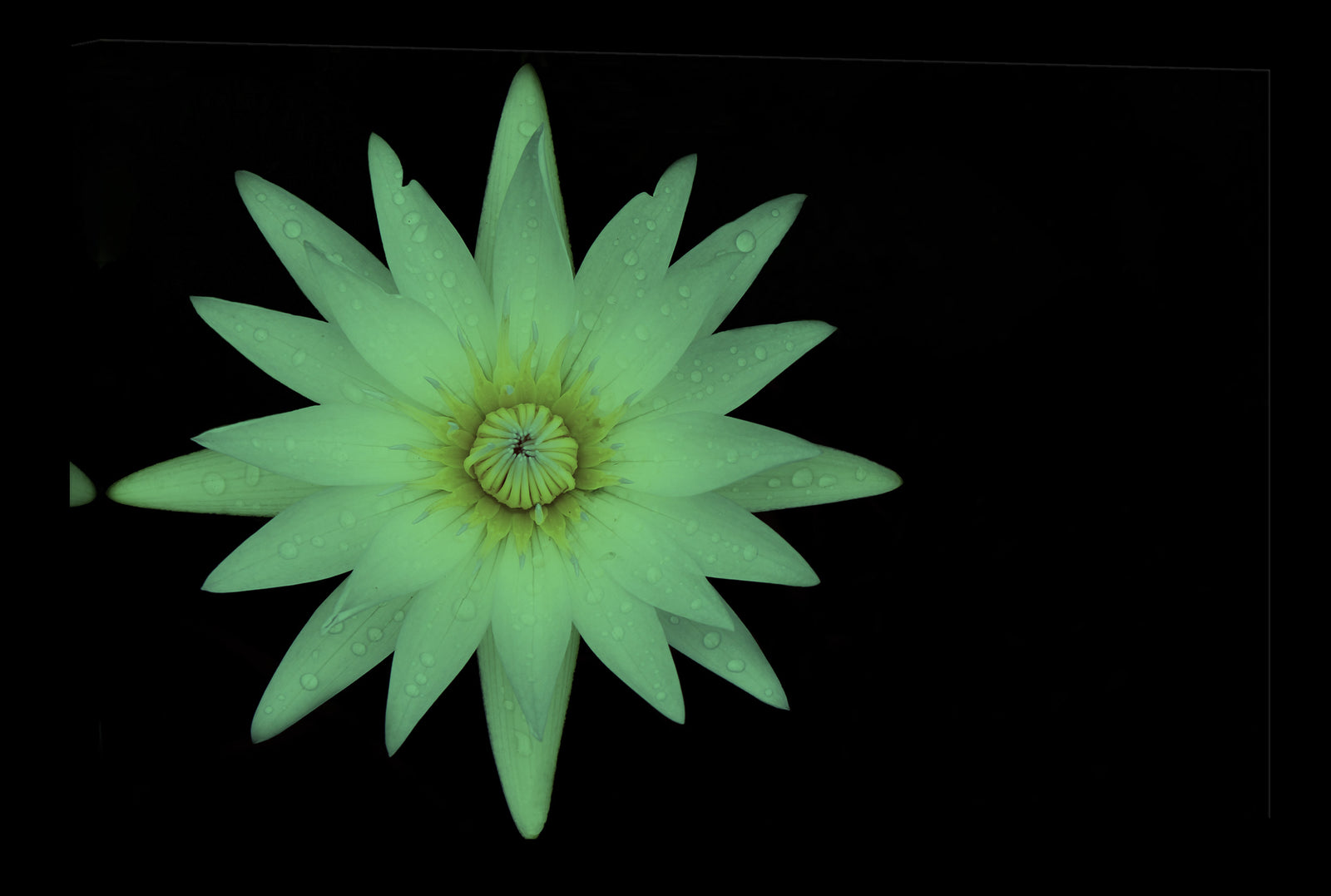 Flowers No. 033, glowing at night