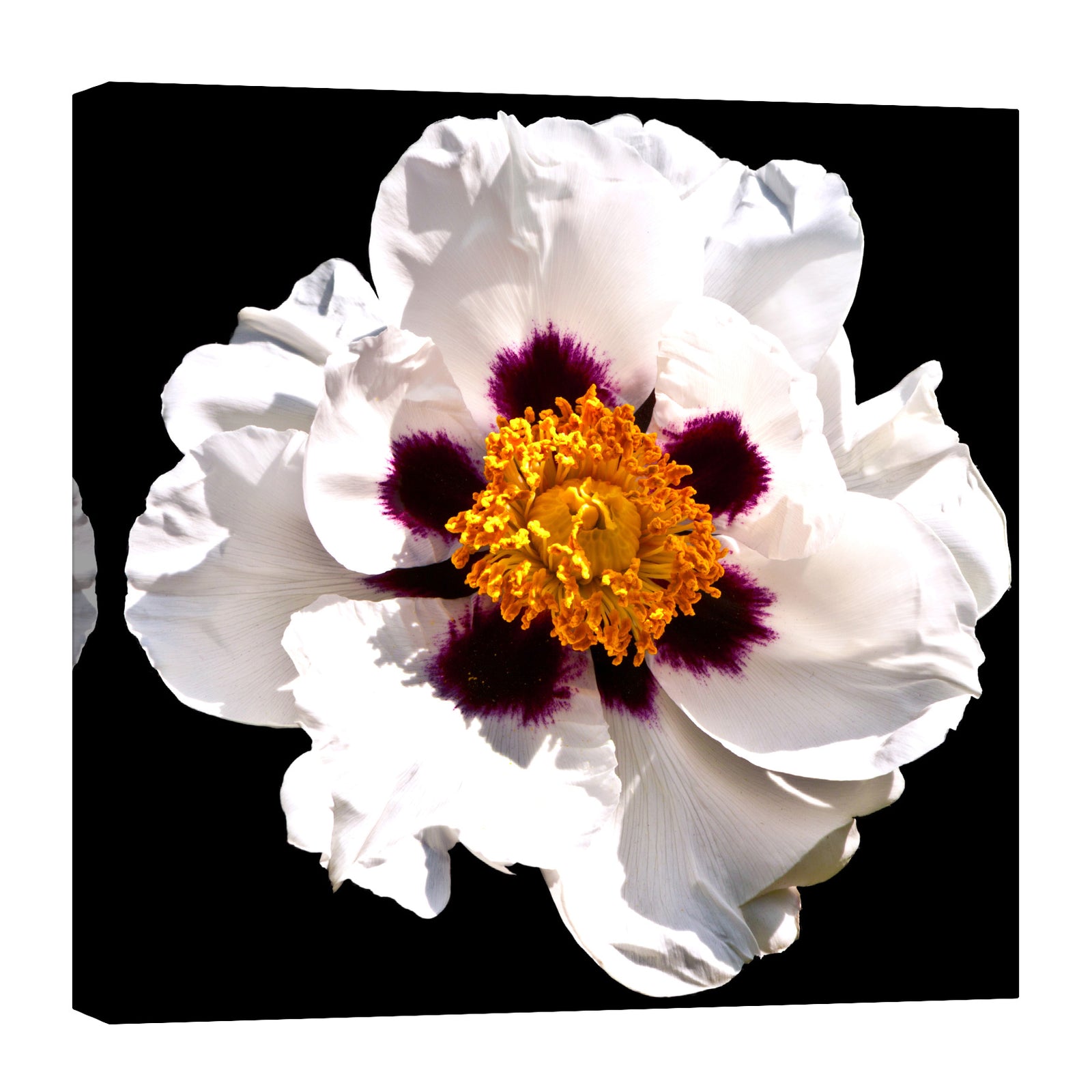 Flowers No. 034, by day