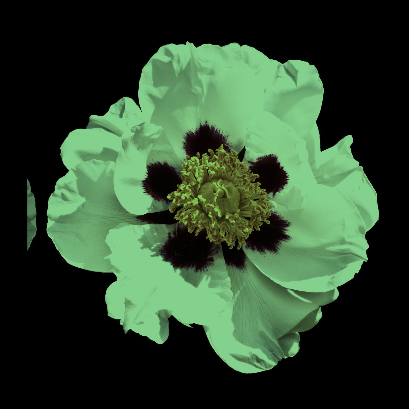 Flowers No. 034, glowing at night