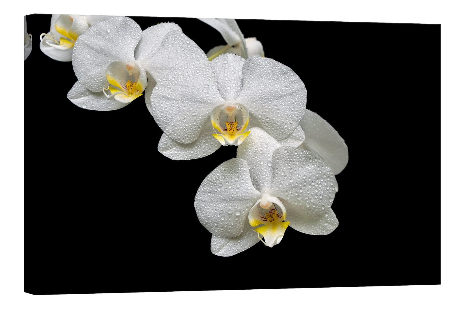 Flowers No. 035, by day