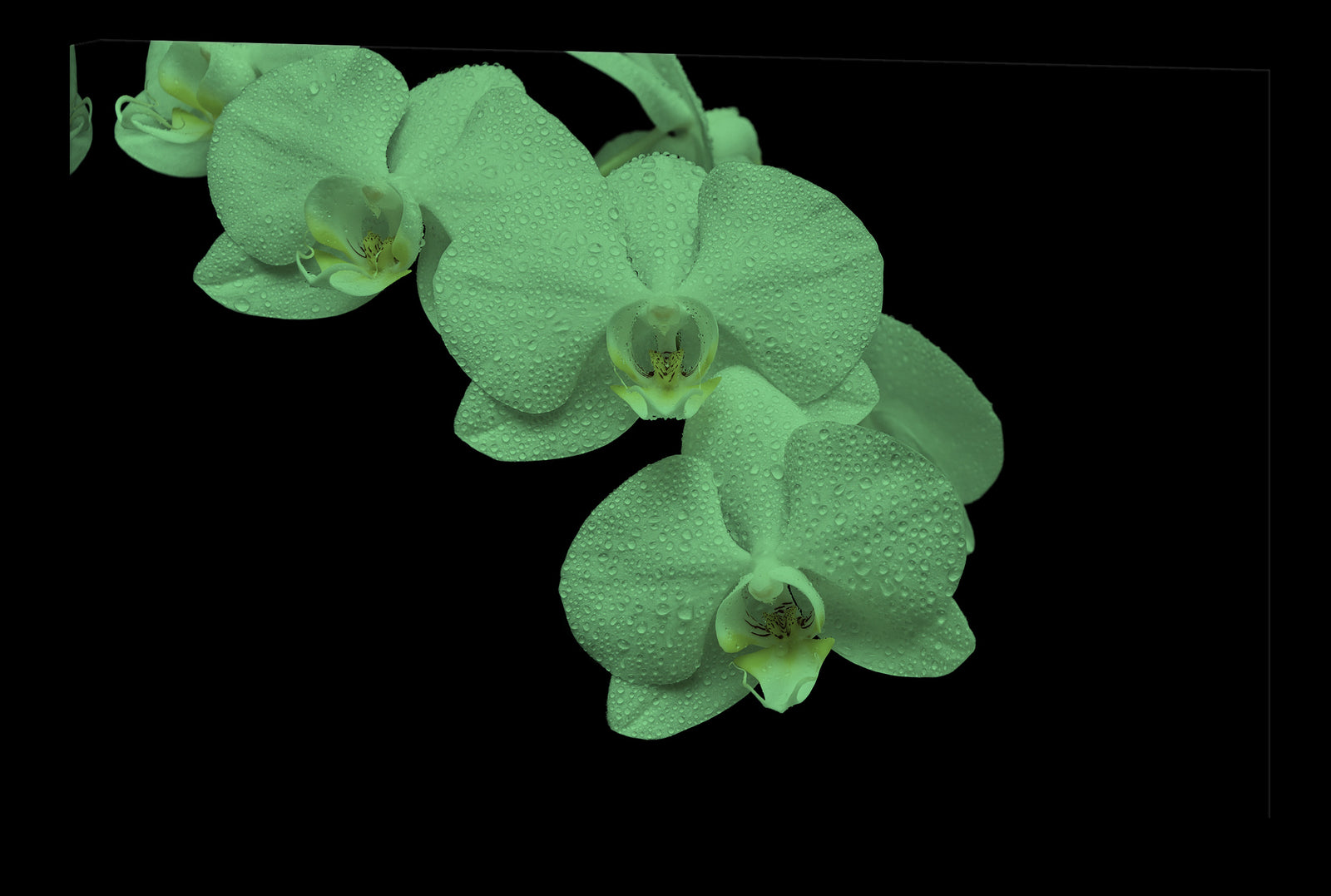 Flowers No. 035, glowing at night