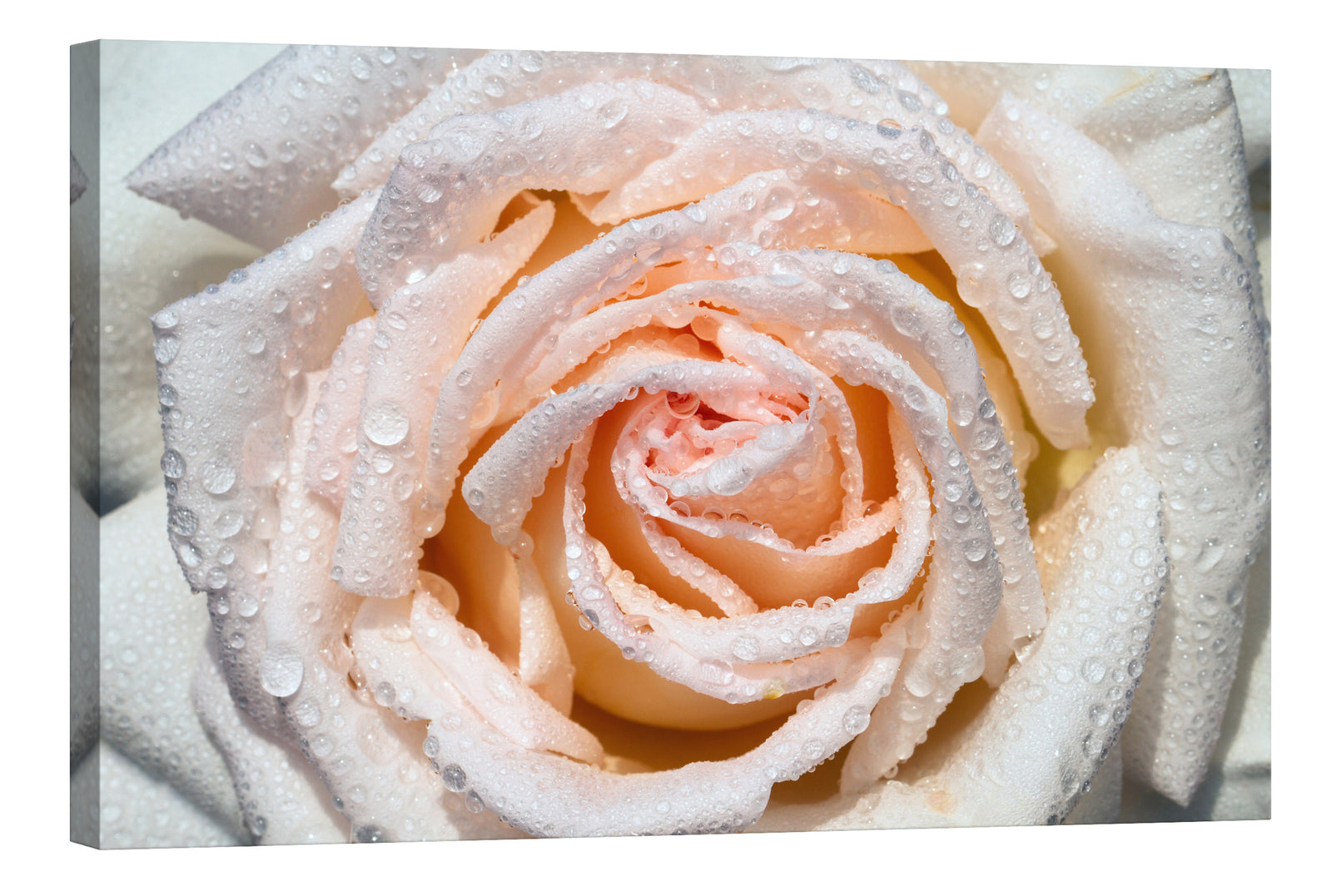 Flowers No. 036, by day