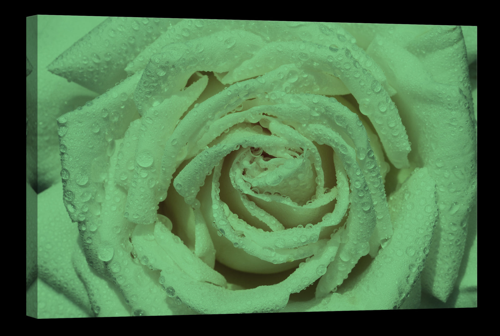 Flowers No. 036, glowing at night