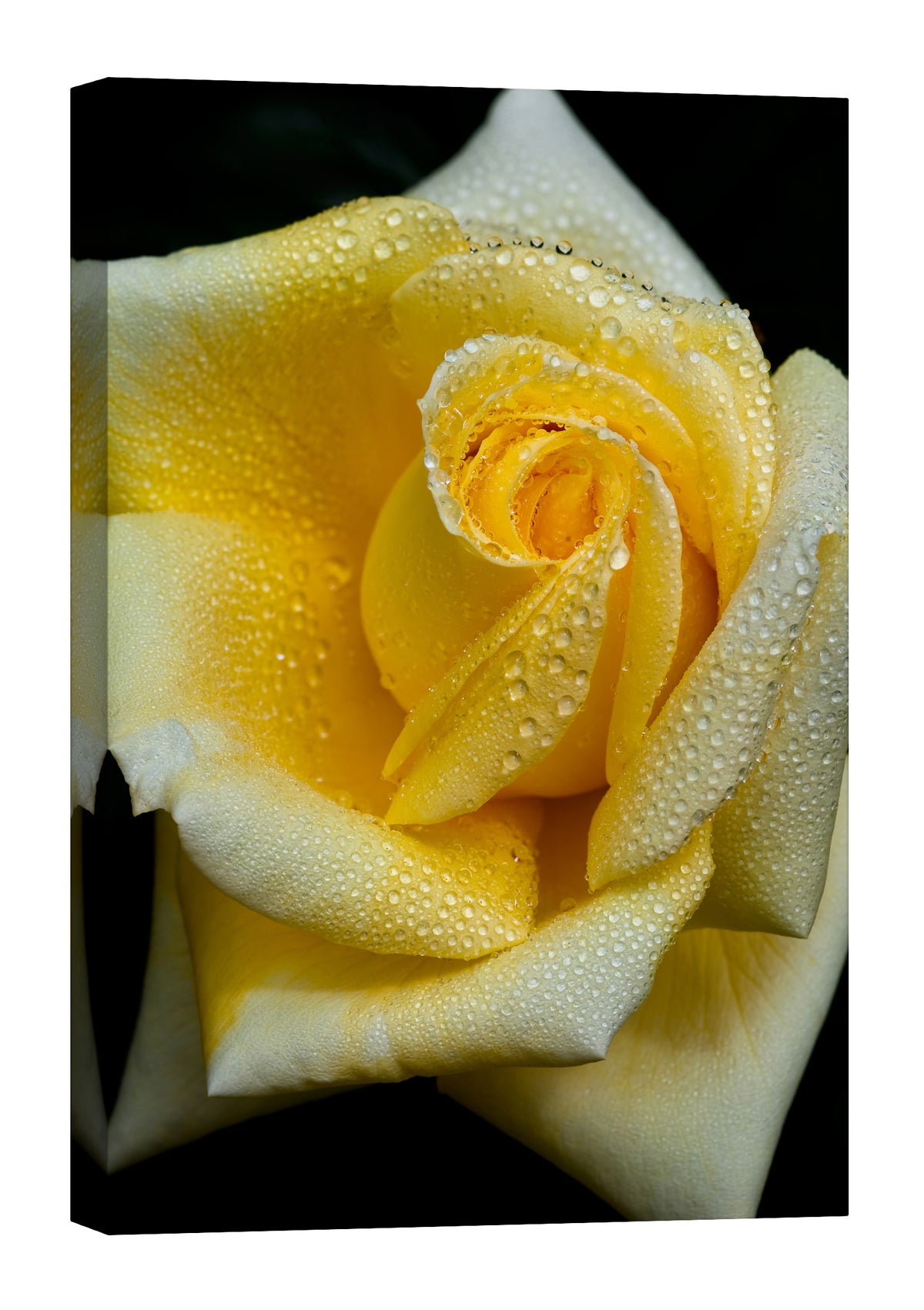 Flowers No. 038, by day