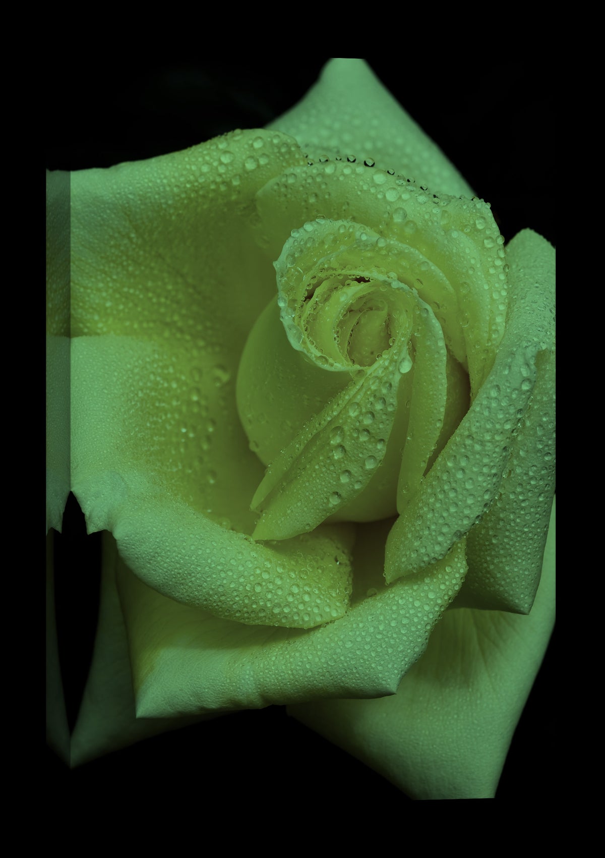 Flowers No. 038, glowing at night