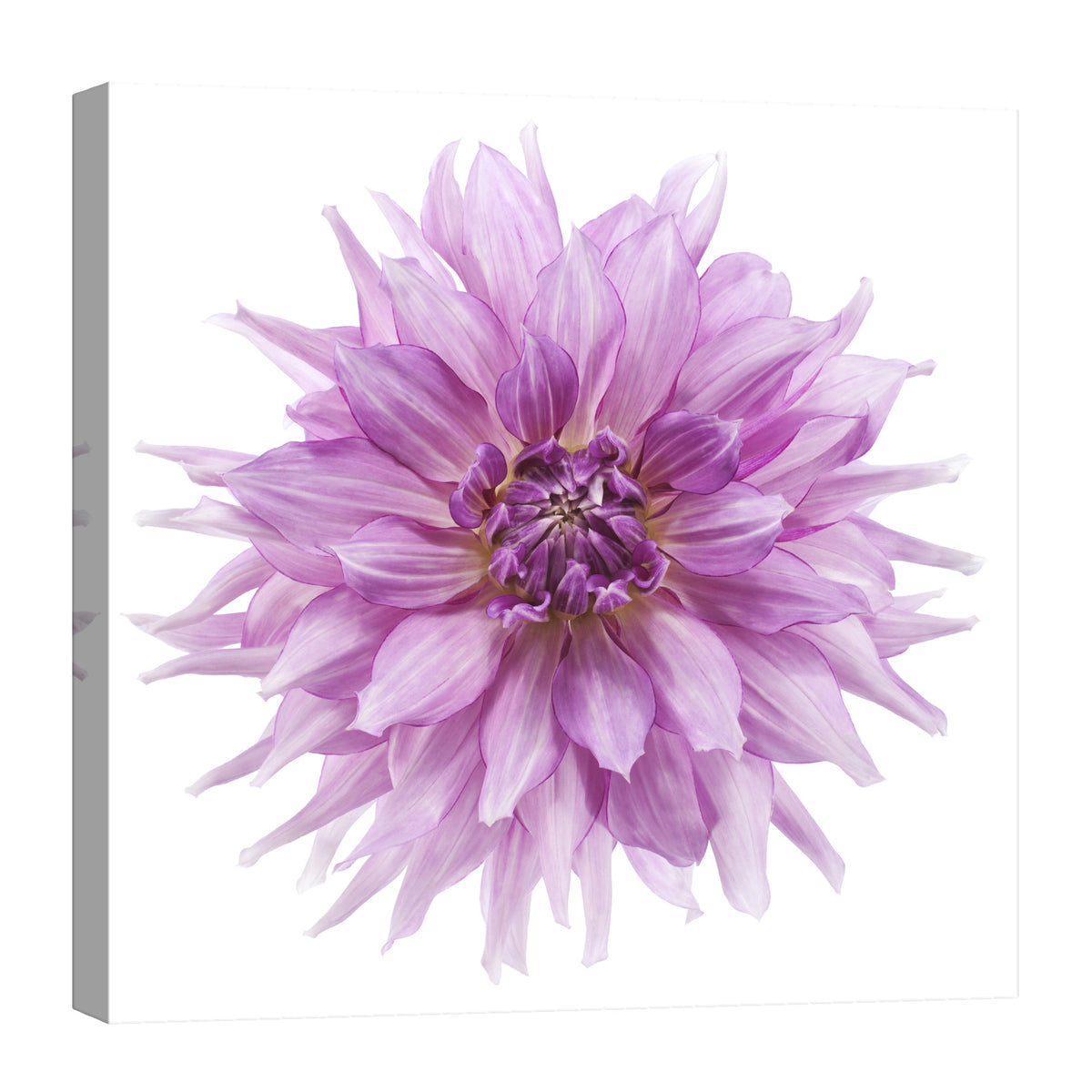 Flowers No. 039, by day