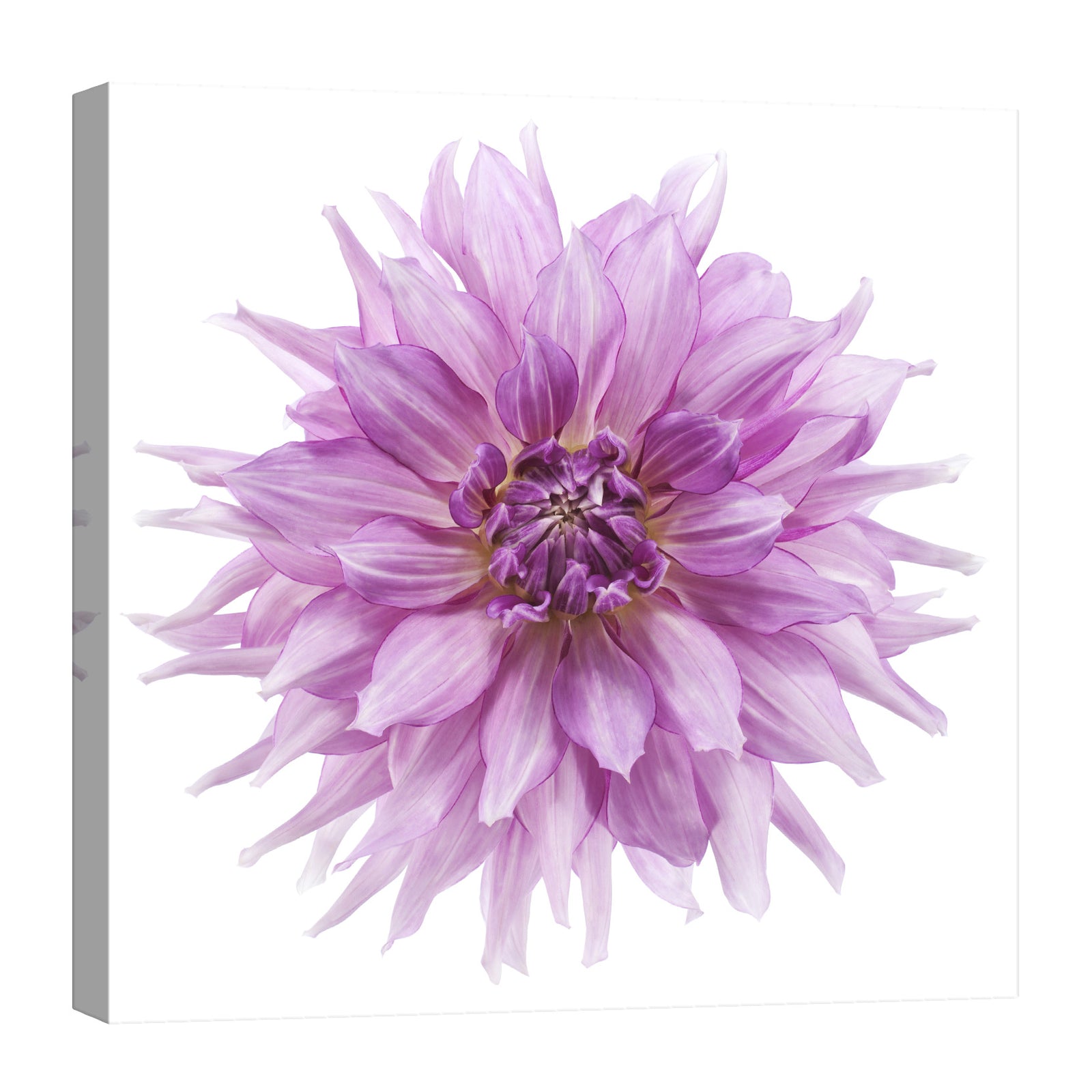 Flowers No. 039, by day