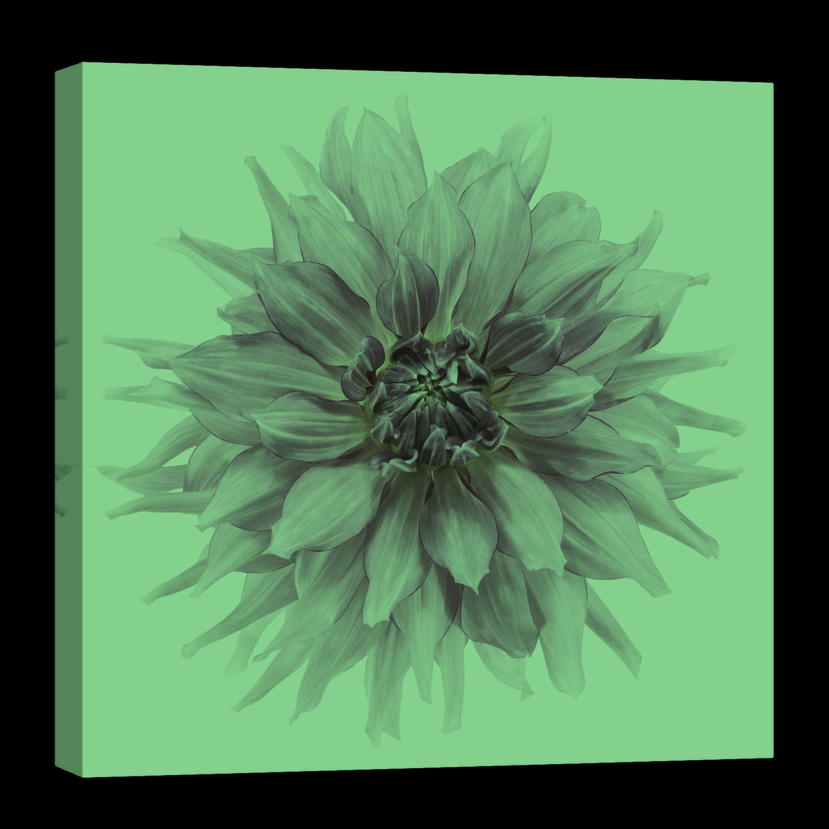 Flowers No. 039, glowing at night