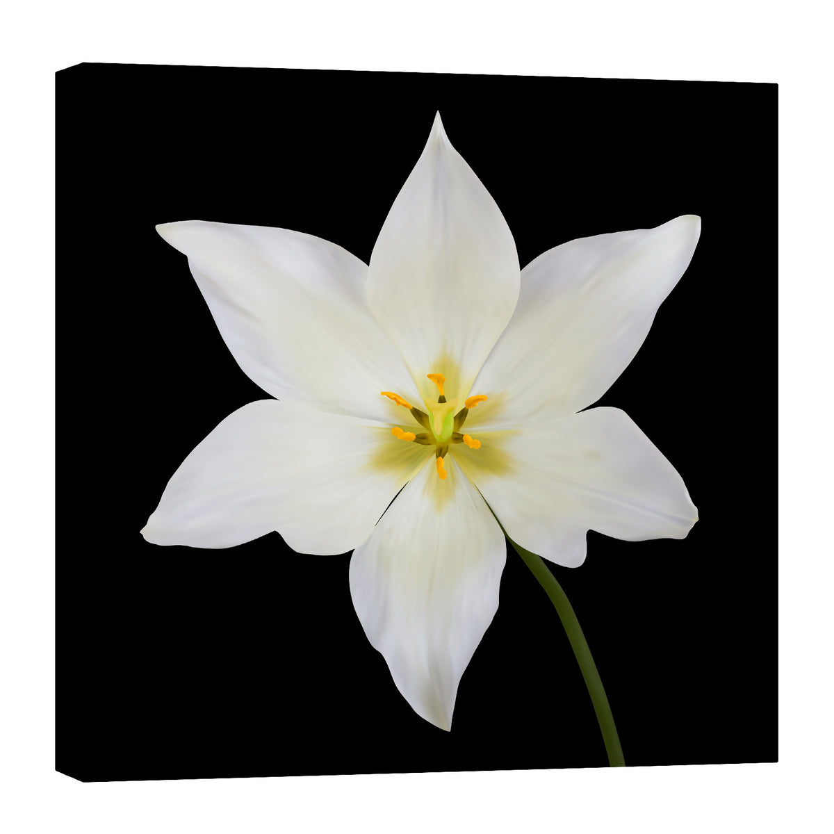 Flowers No. 042, by day