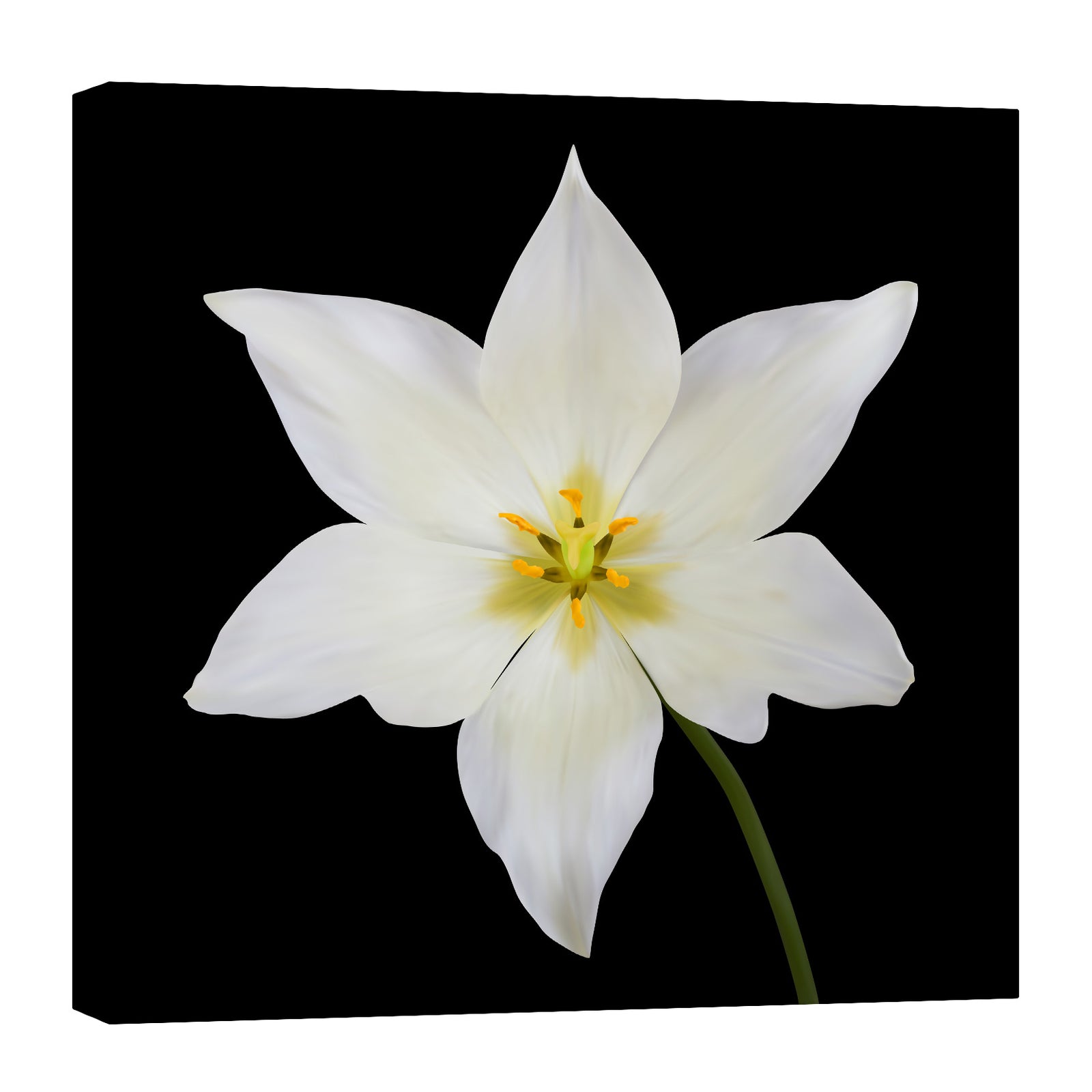 Flowers No. 042, by day