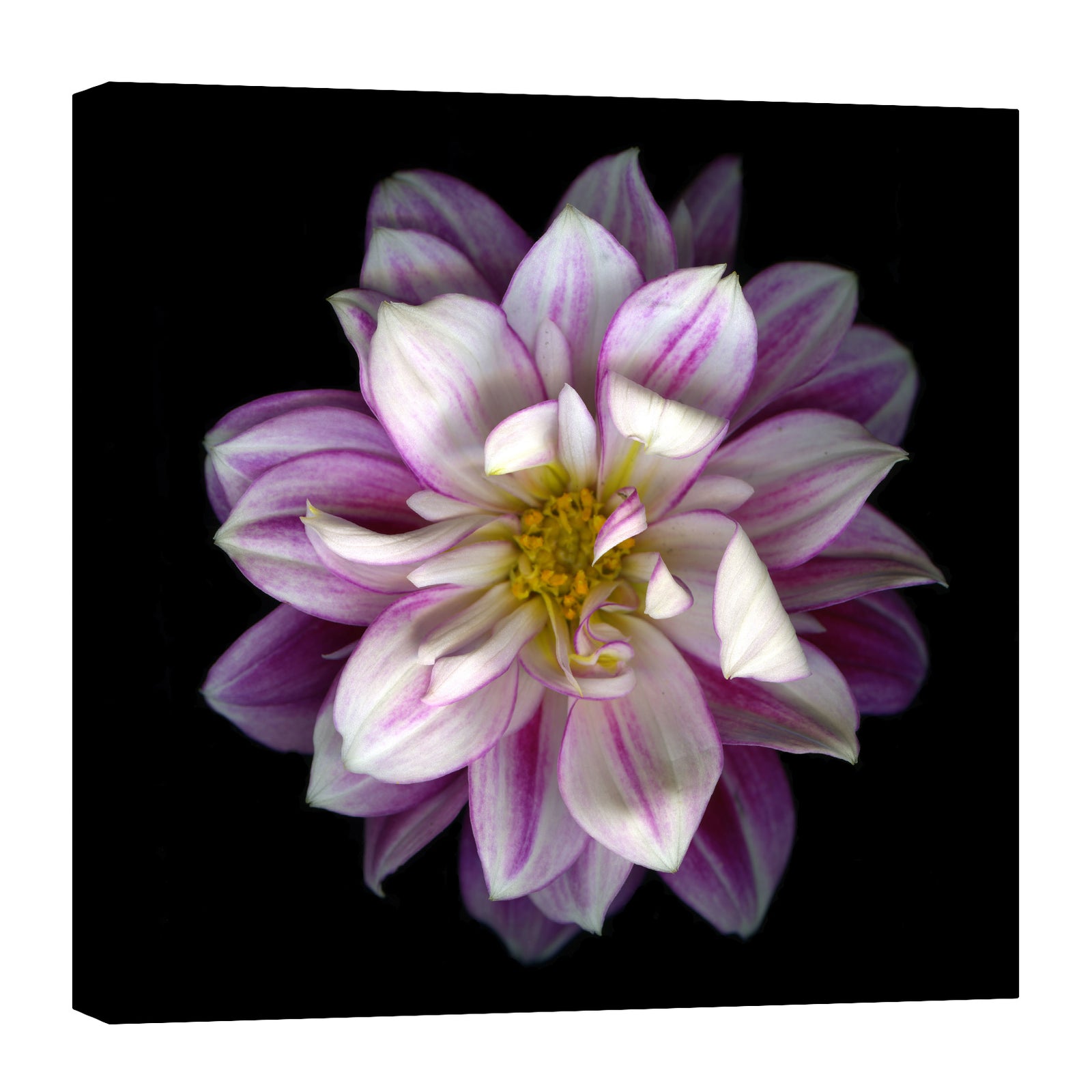 Flowers No. 043, by day