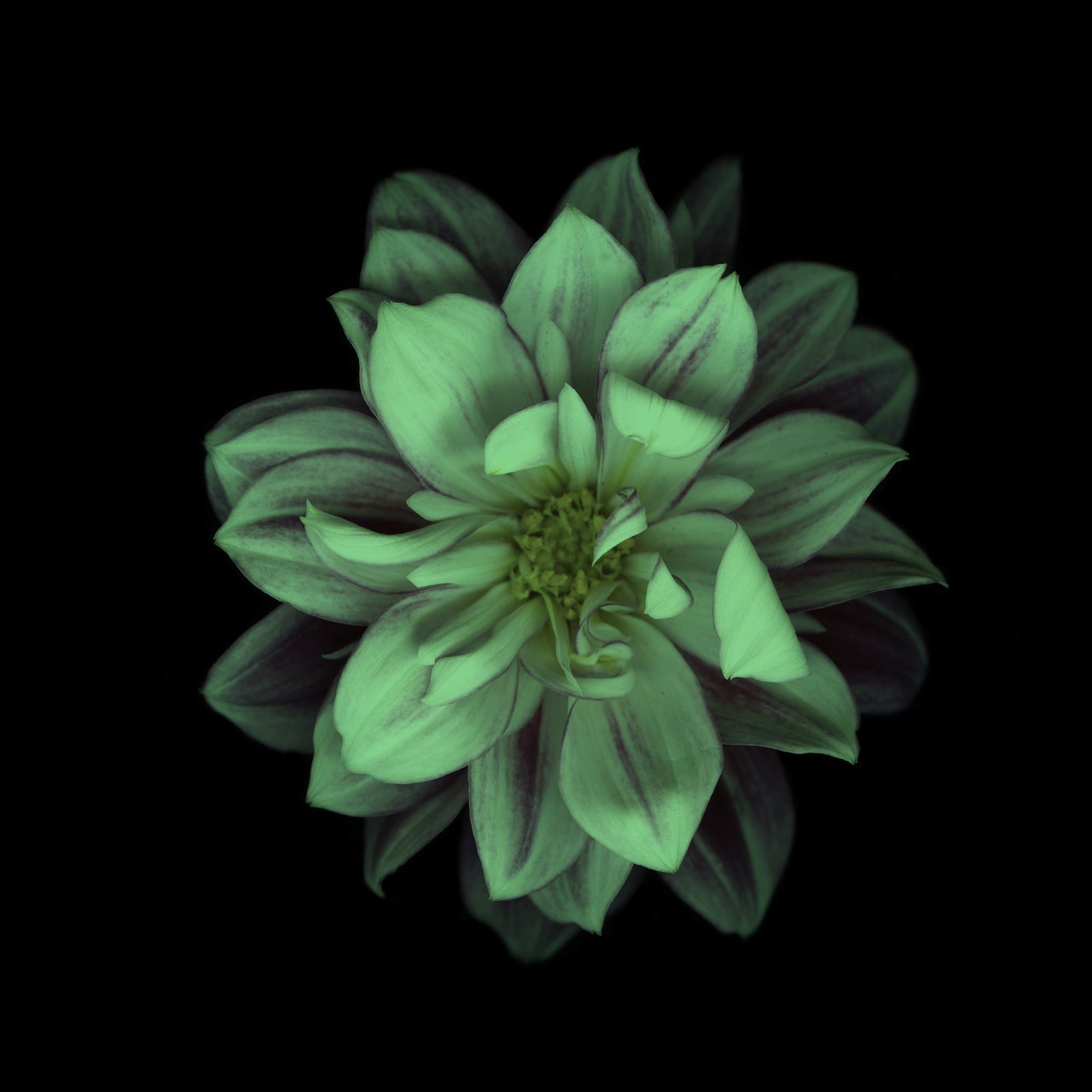 Flowers No. 043, glowing at night