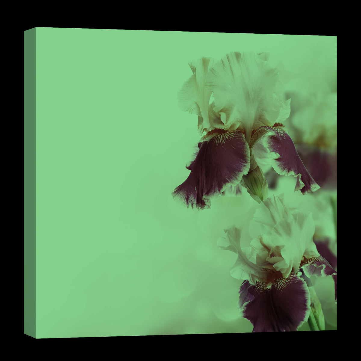Flowers No. 044, glowing at night