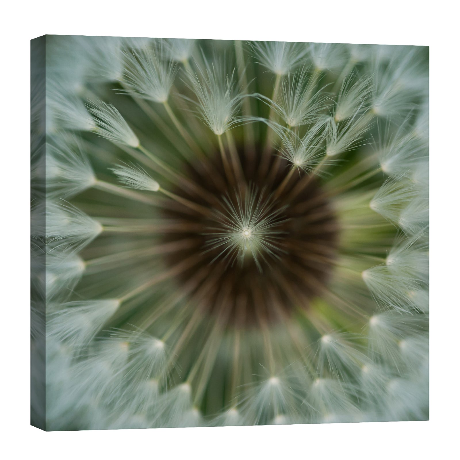 Flowers No. 048, by day
