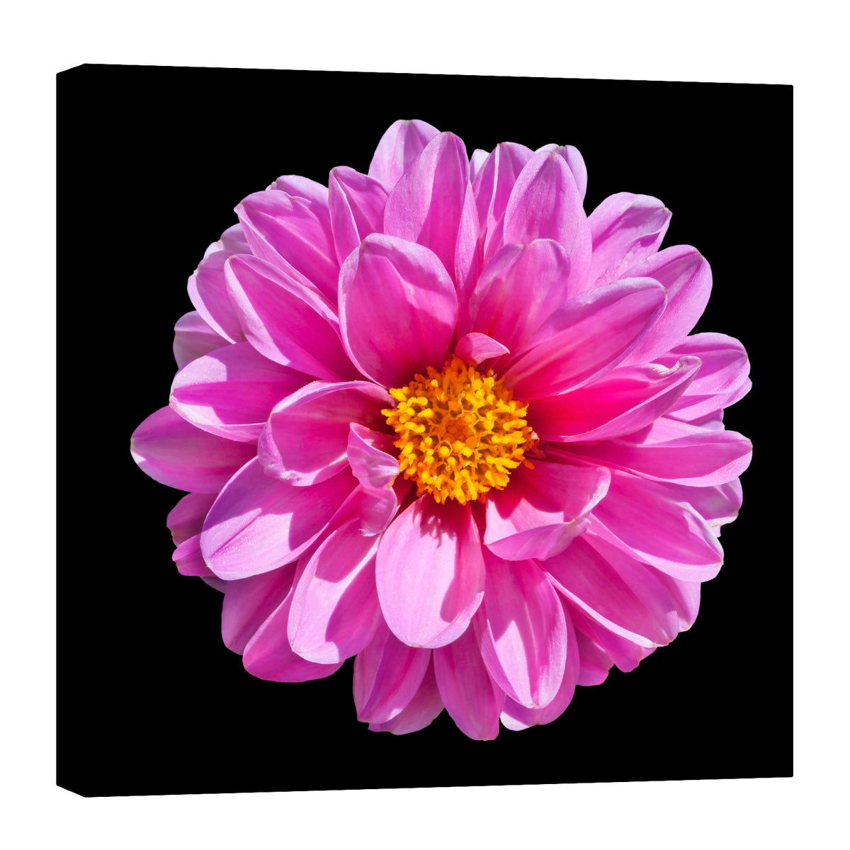 Flowers No. 050, by day