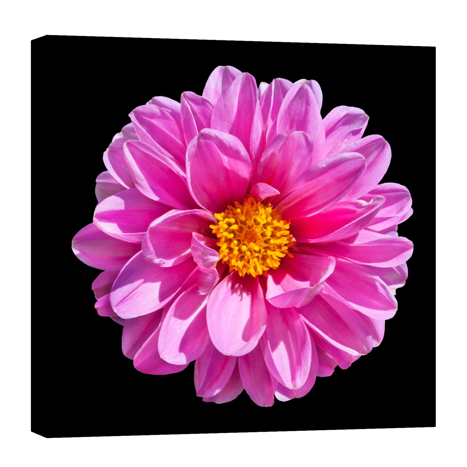 Flowers No. 050, by day