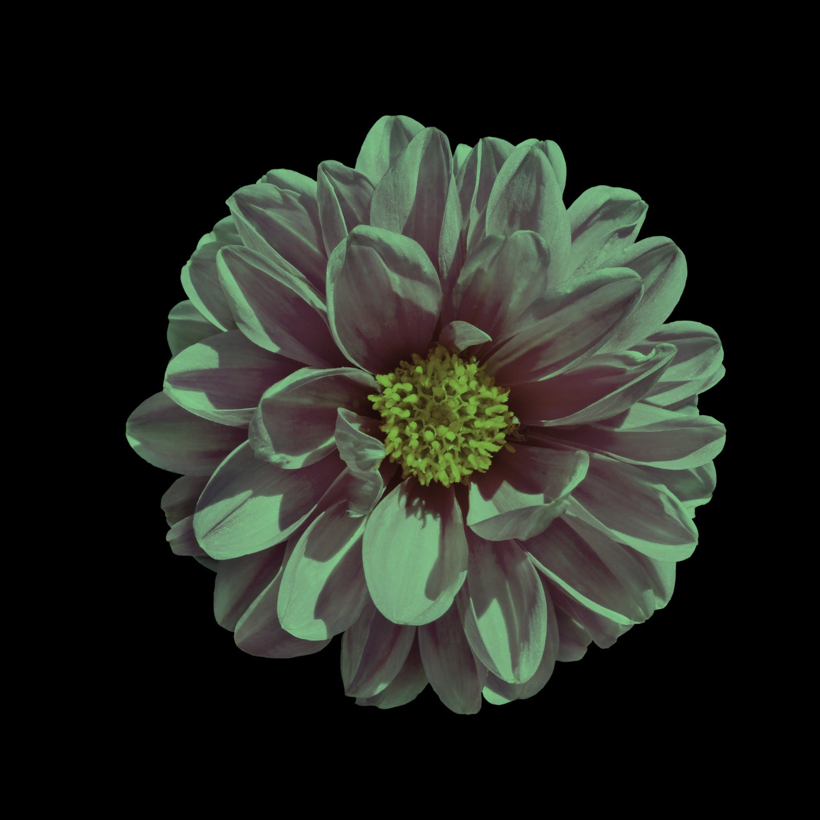 Flowers No. 050, glowing at night
