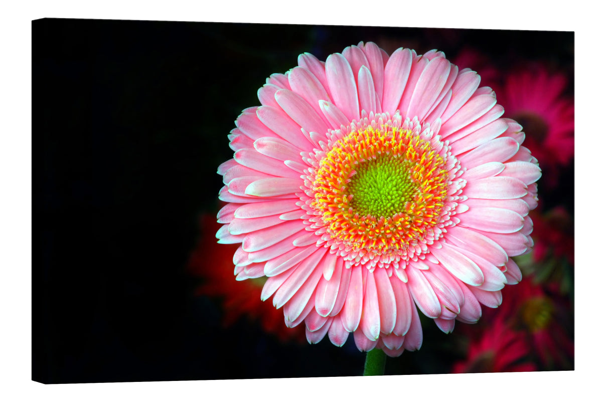 Flowers No. 051, by day