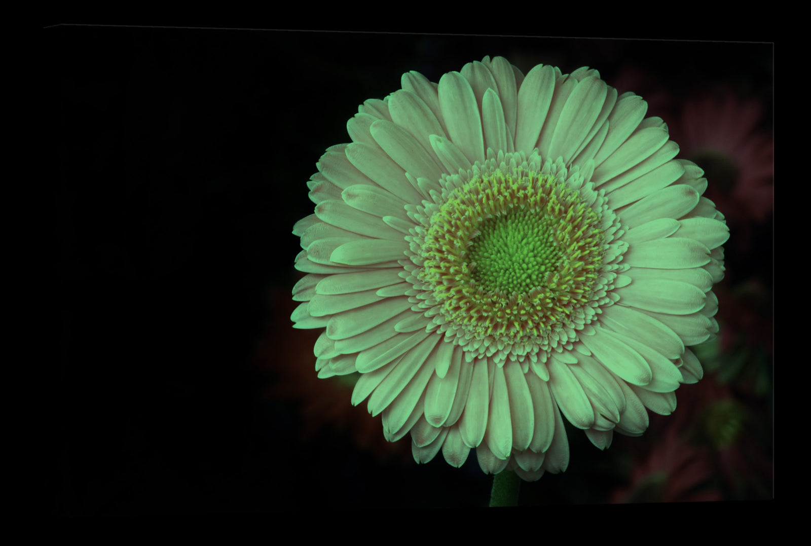 Flowers No. 051, glowing at night