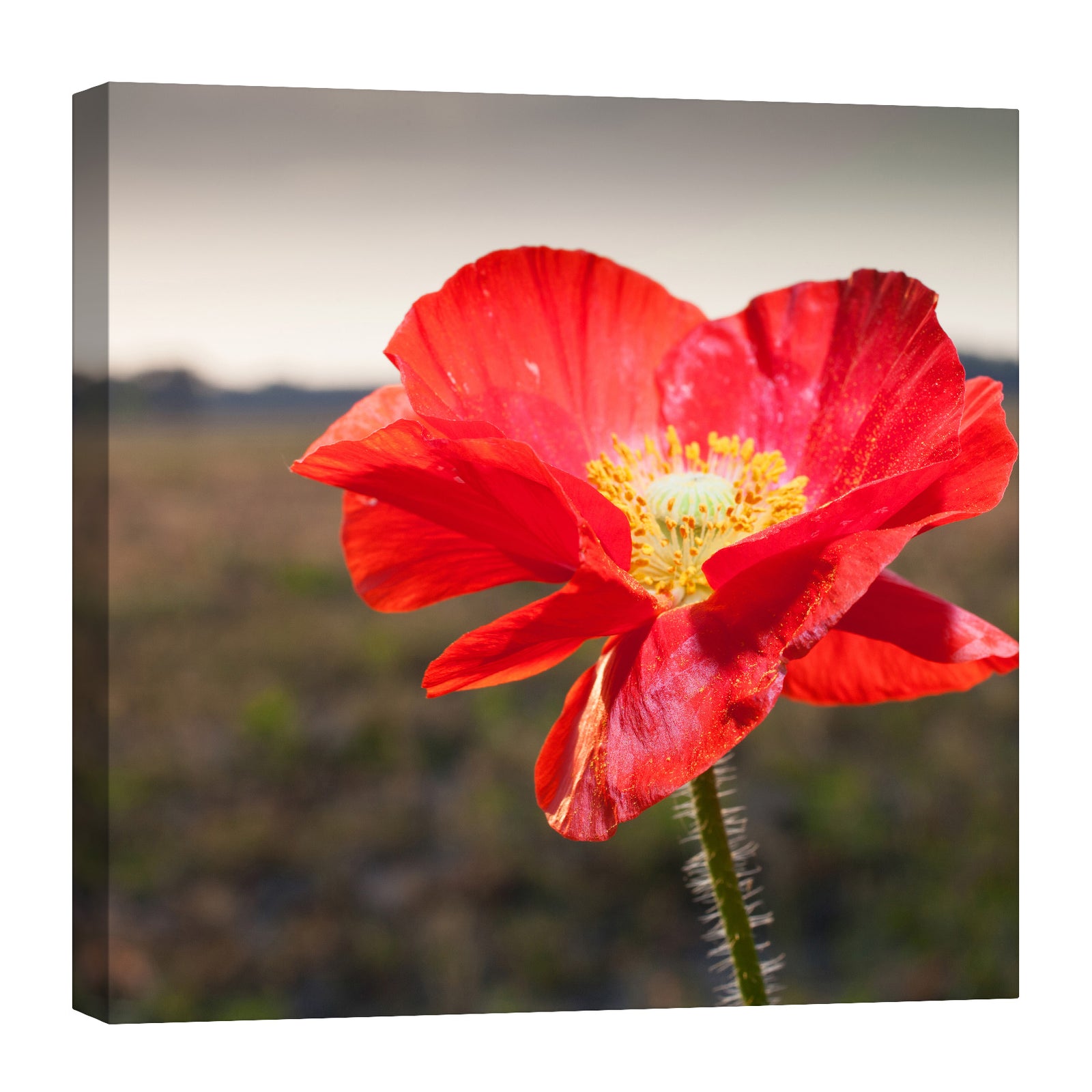 Flowers No. 052, by day