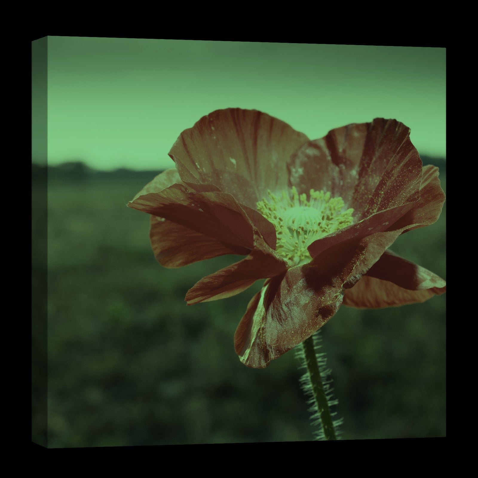Flowers No. 052, glowing at night