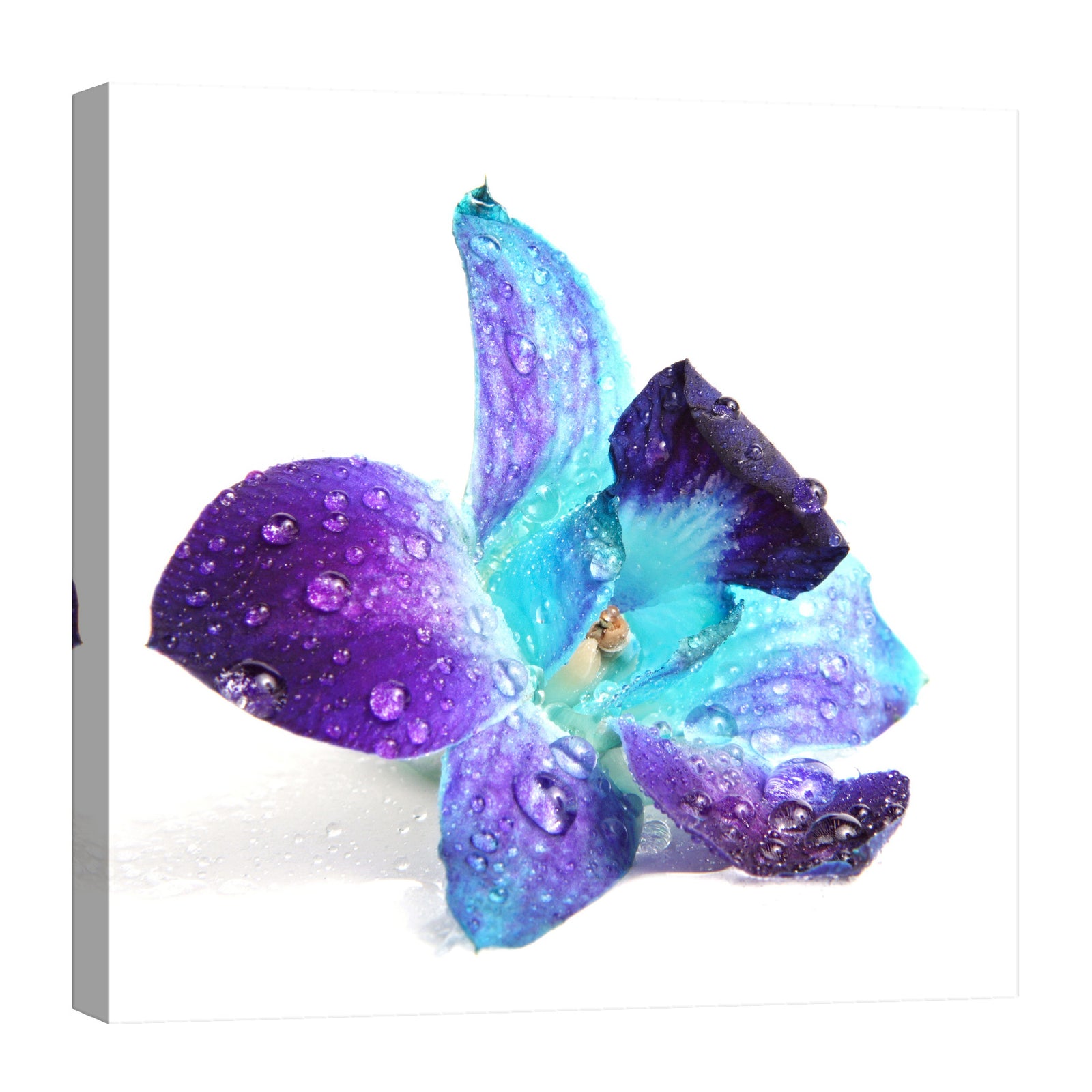 Flowers No. 053, by day