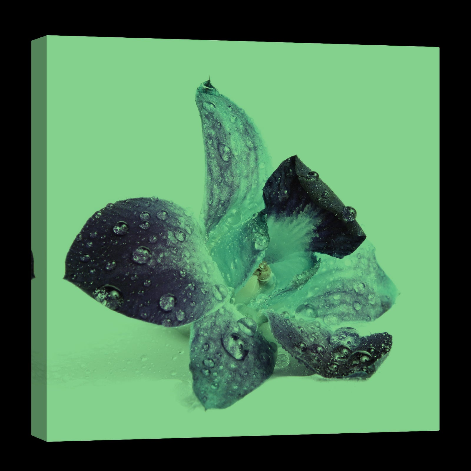 Flowers No. 053, glowing at night