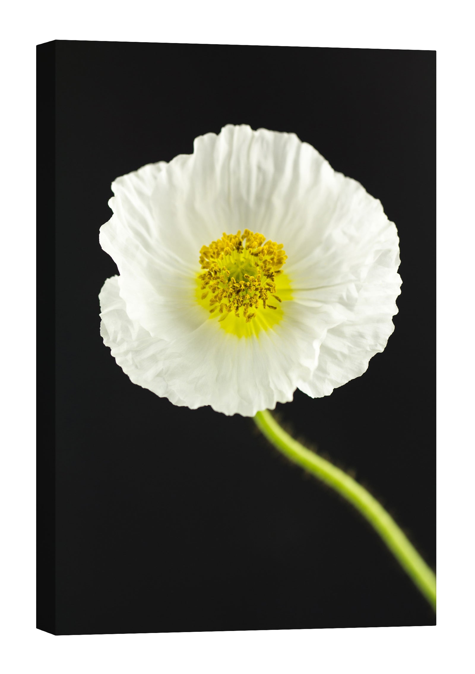 Flowers No. 055, by day