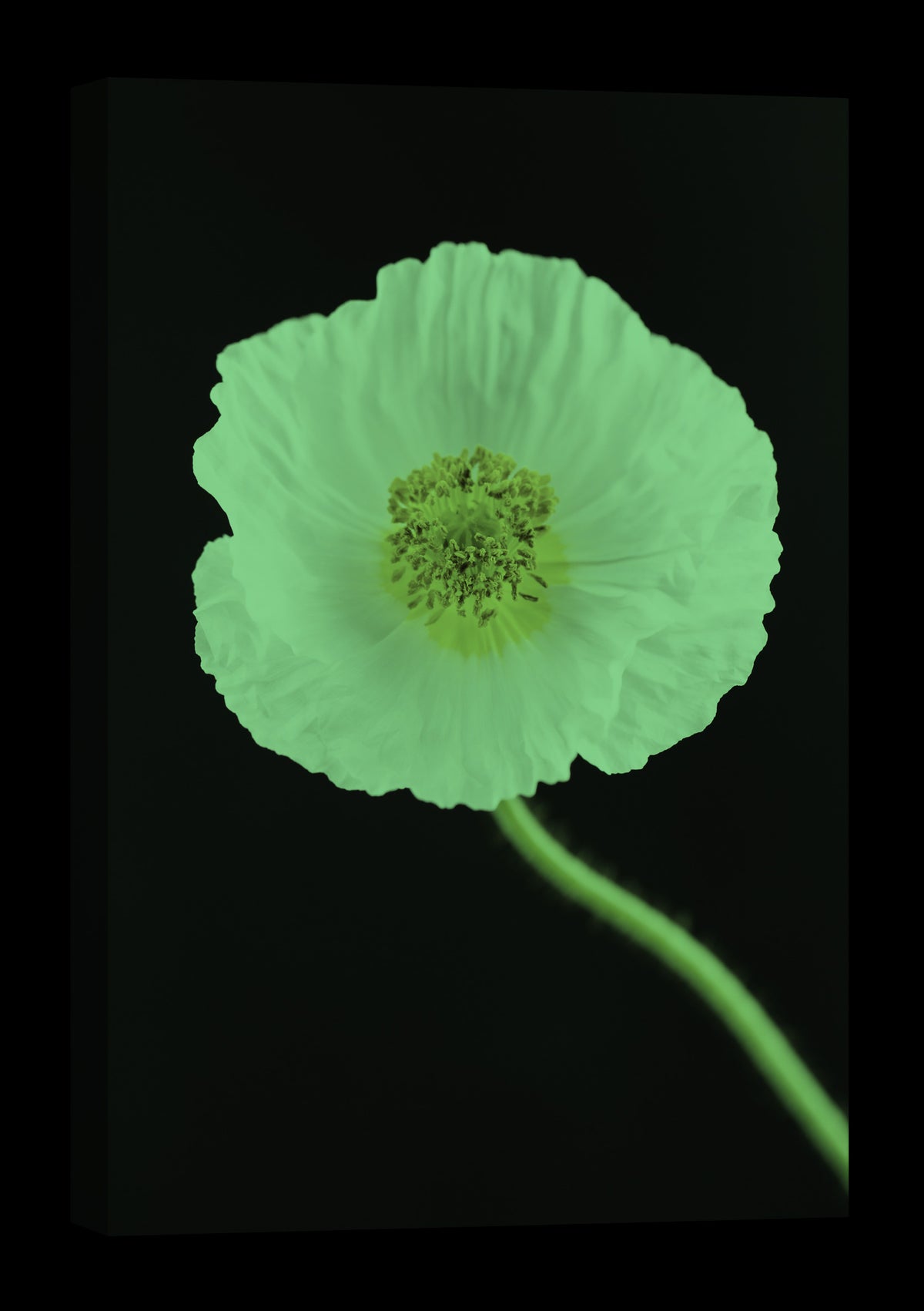 Flowers No. 055, glowing at night