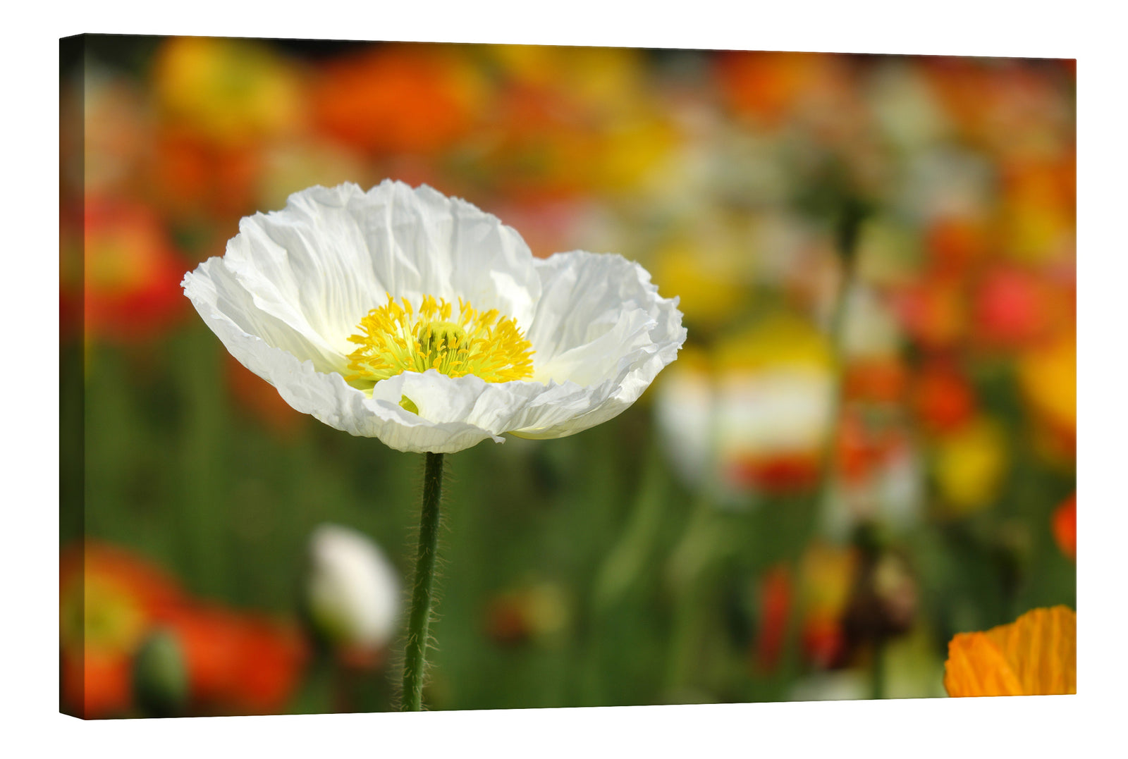 Flowers No. 056, by day