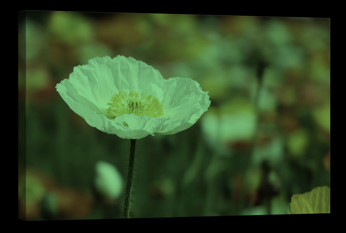 Flowers No. 056, glowing at night