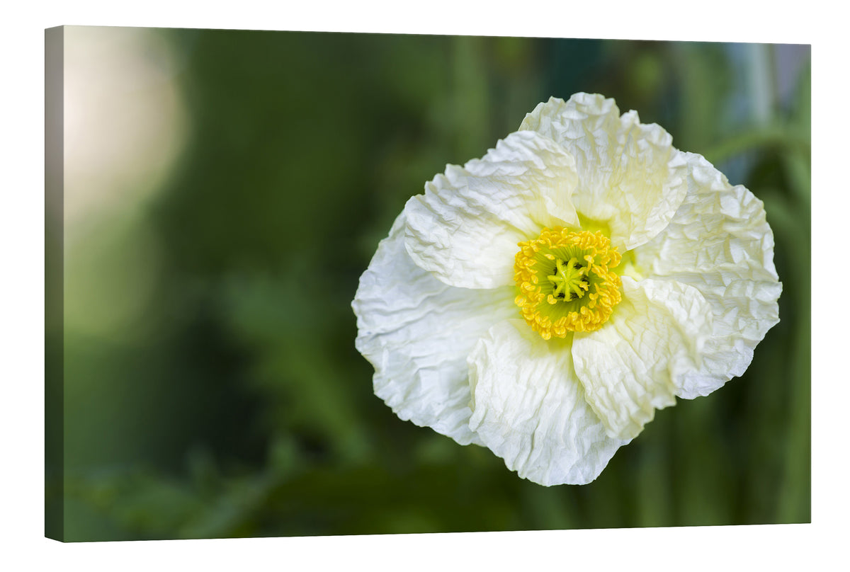 Flowers No. 058, by day