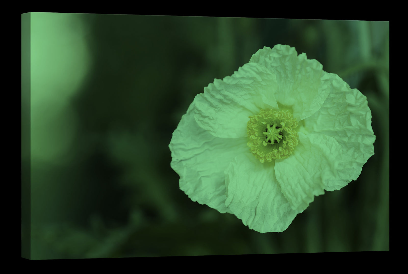 Flowers No. 058, glowing at night
