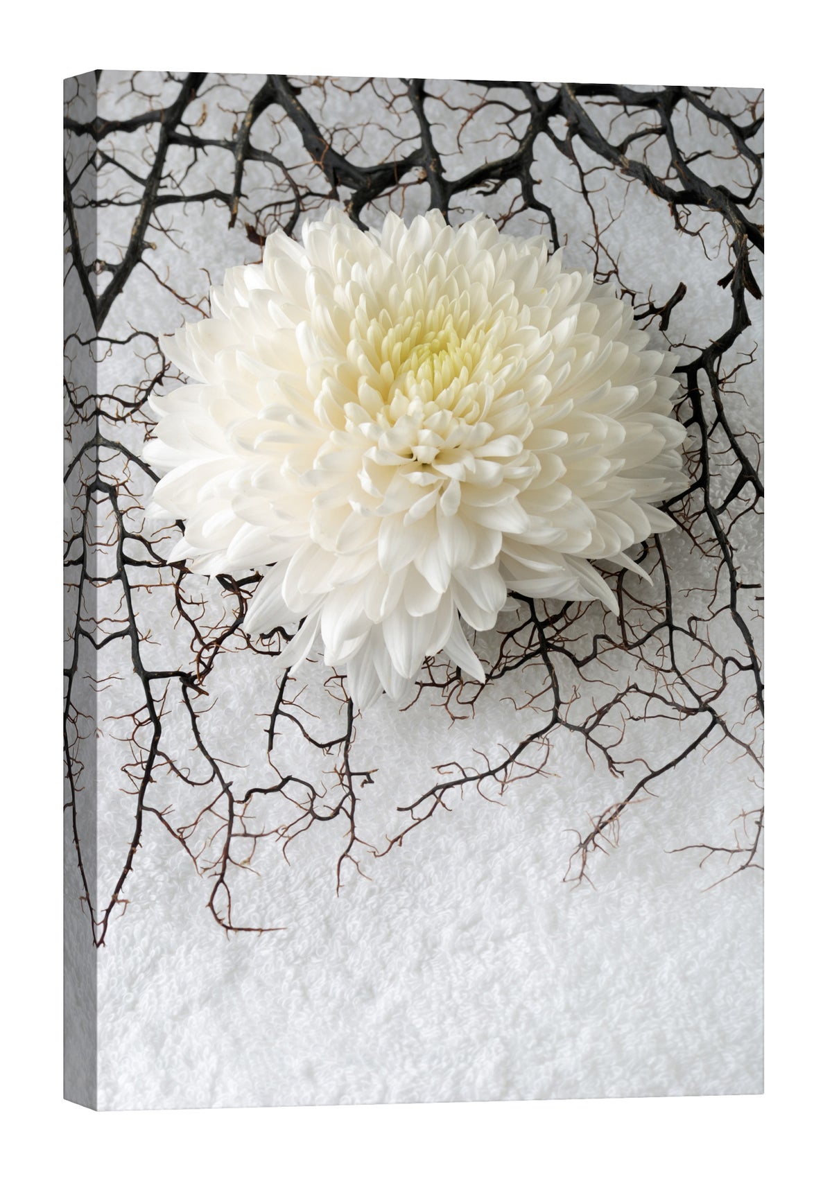 Flowers No. 060, by day