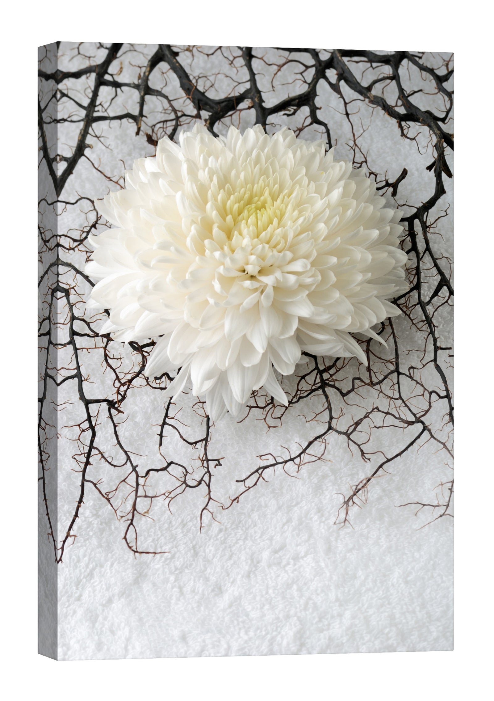 Flowers No. 060, by day