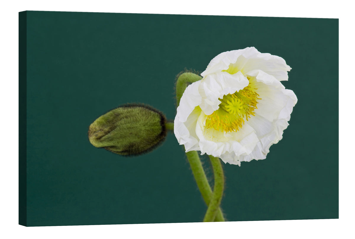 Flowers No. 061, by day
