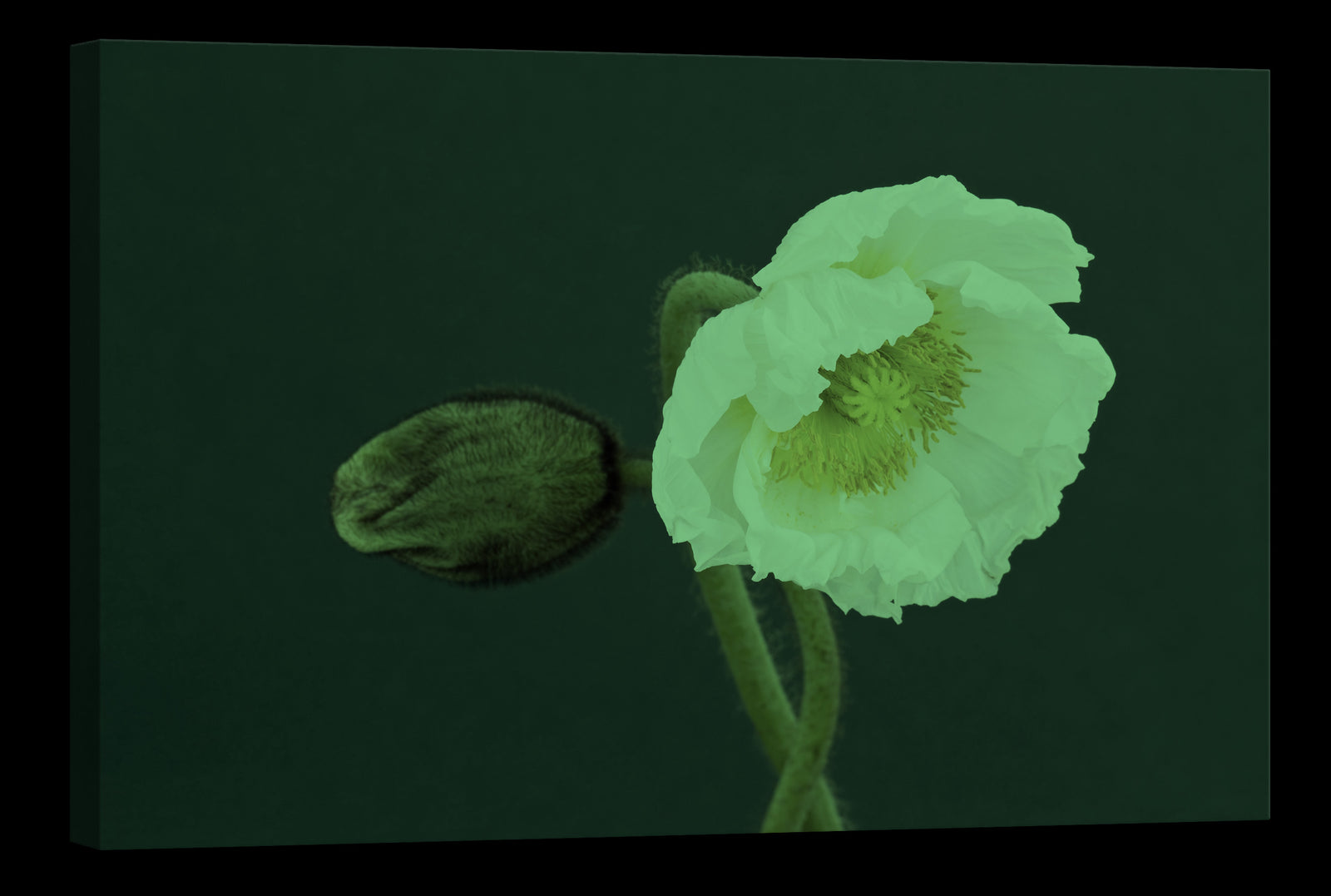Flowers No. 061, glowing at night