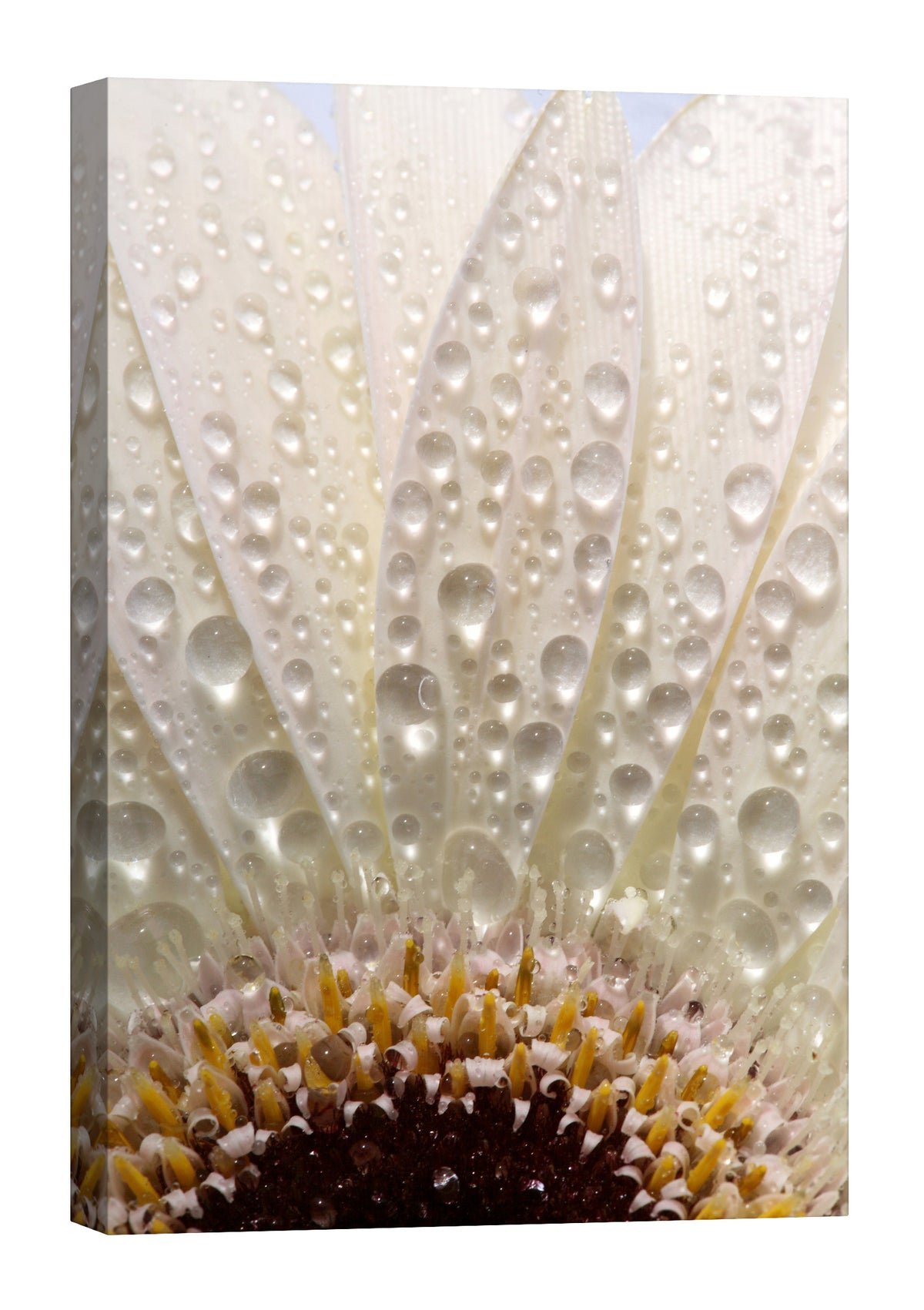 Flowers No. 062, by day