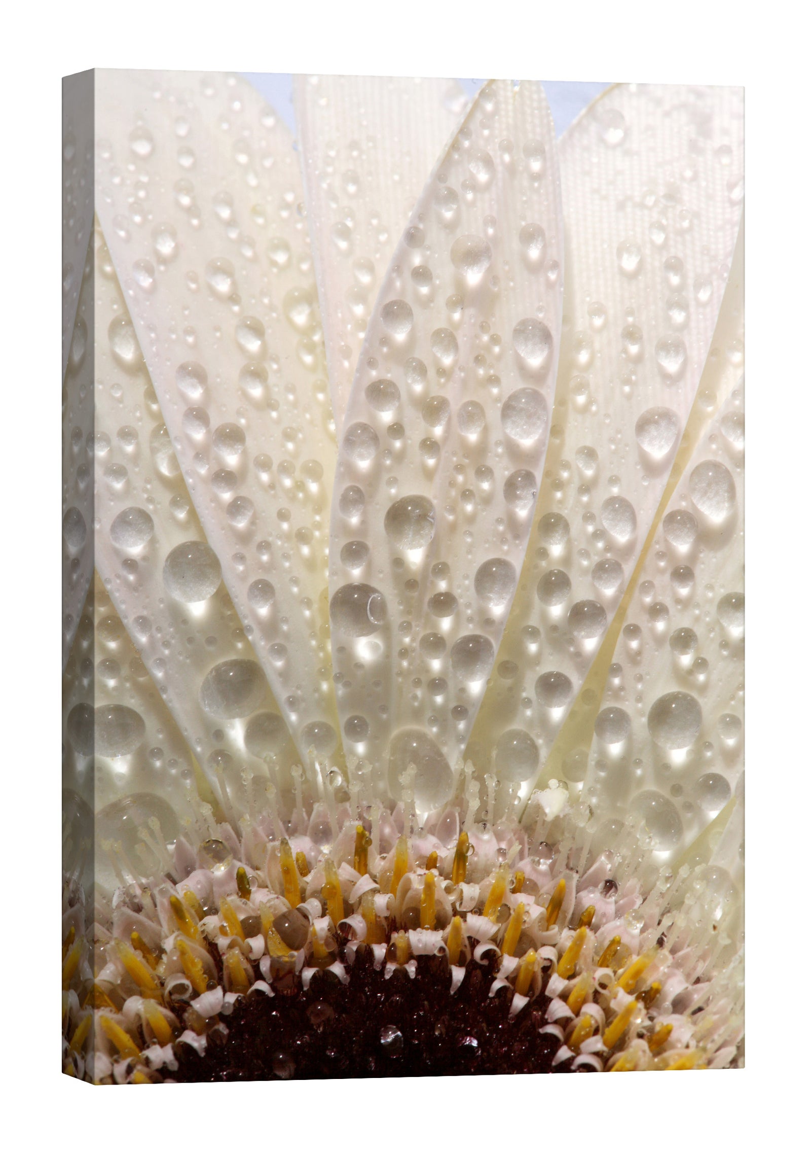 Flowers No. 062, by day