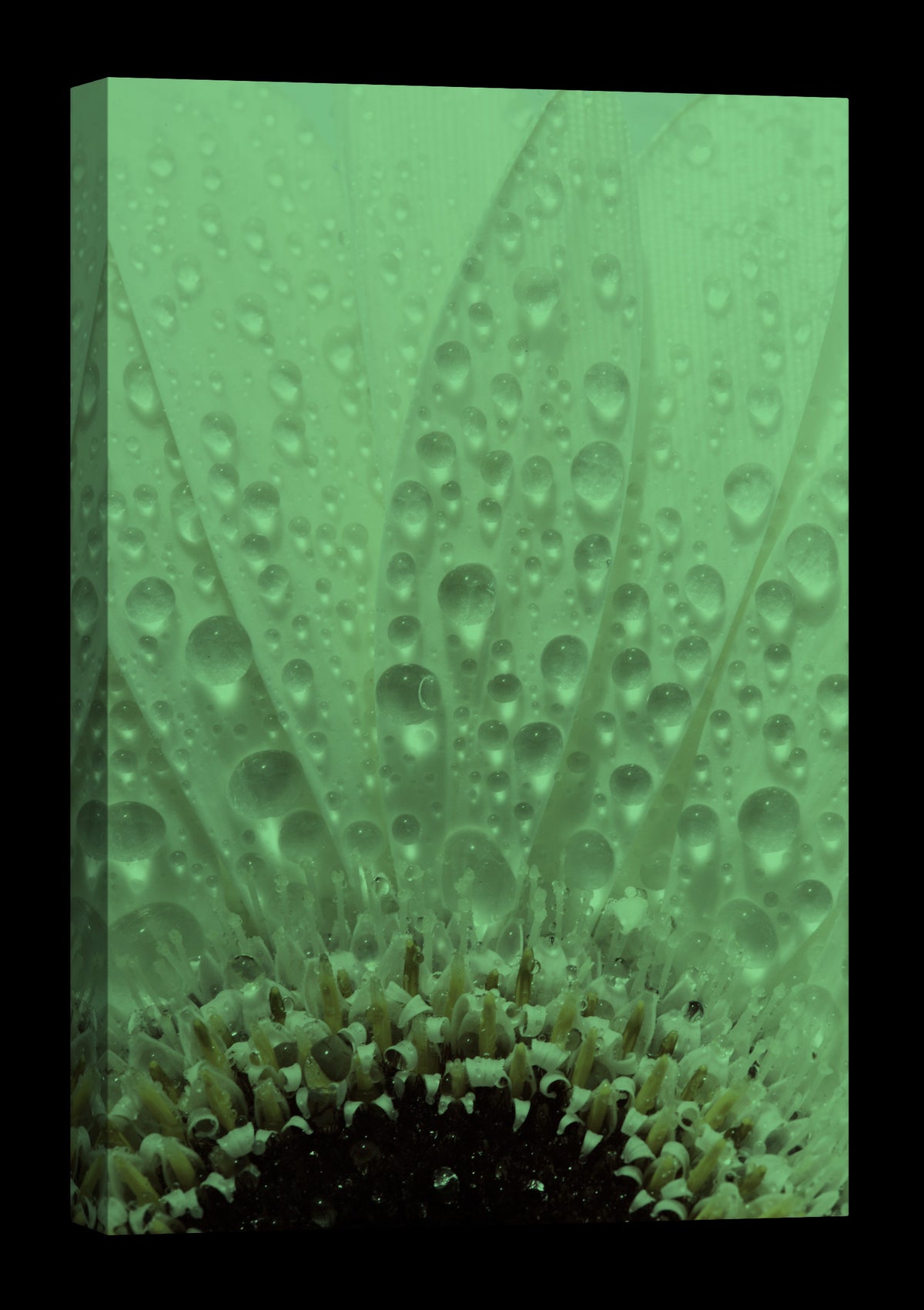 Flowers No. 062, glowing at night