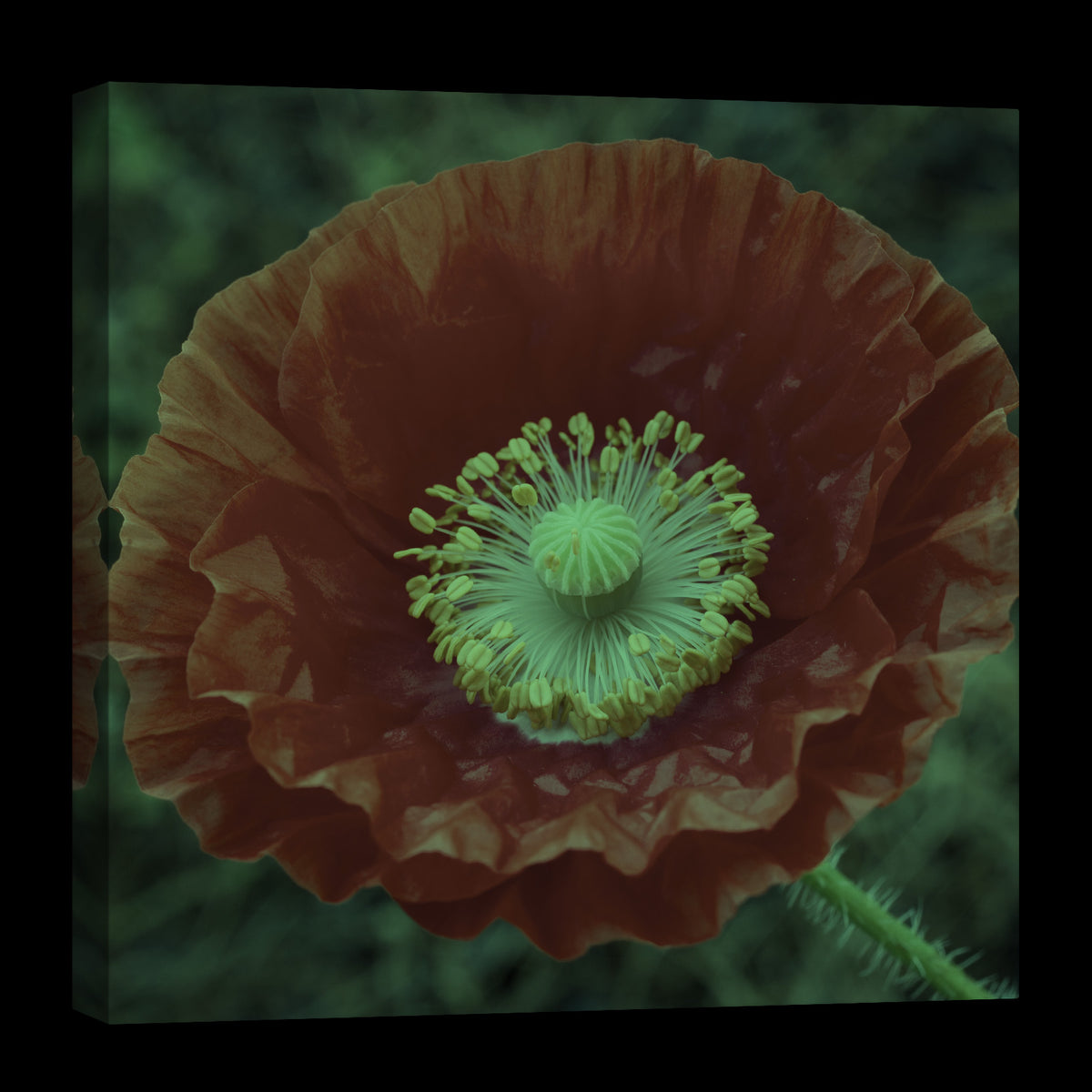 Flowers No. 063, glowing at night