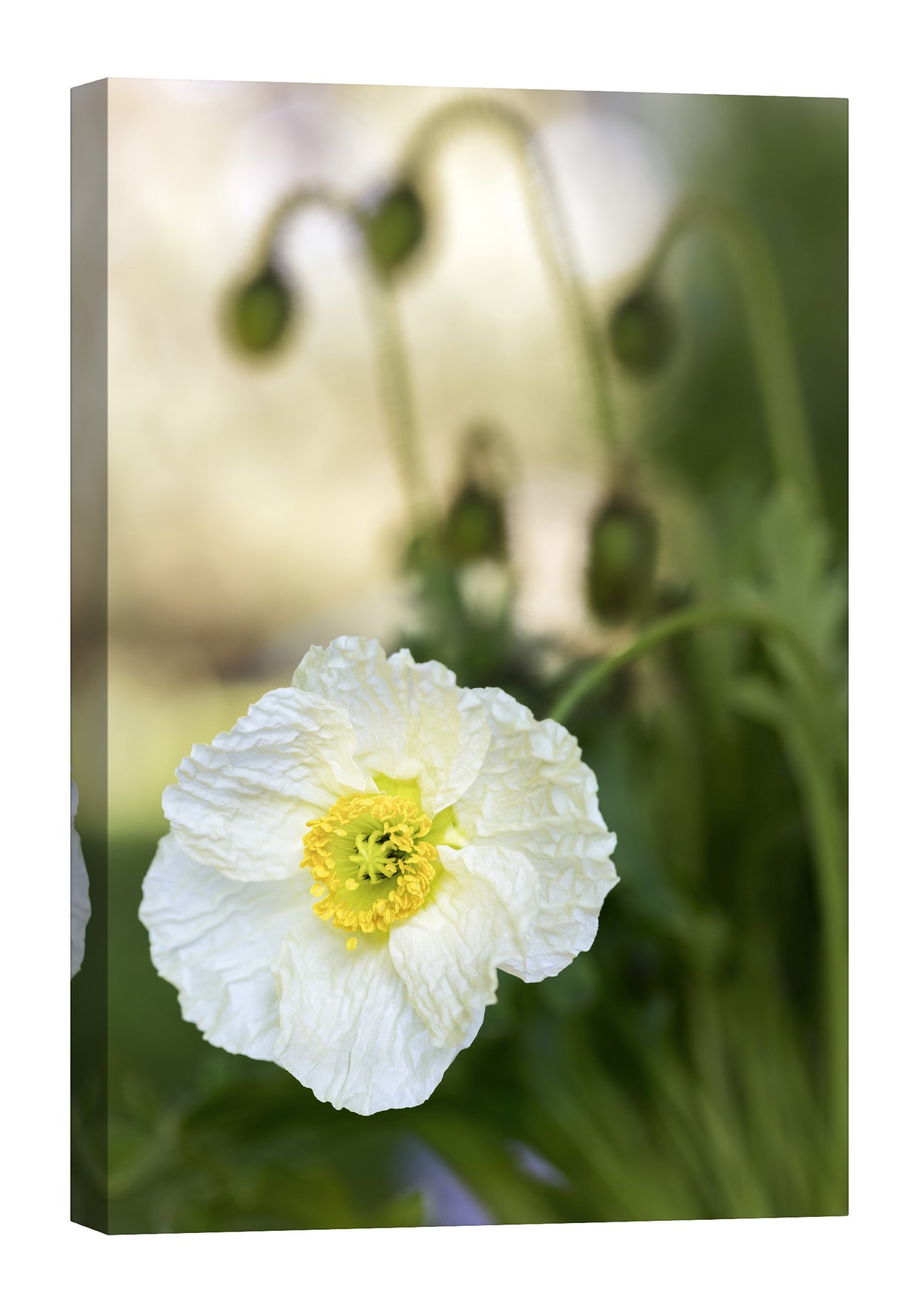 Flowers No. 065, by day