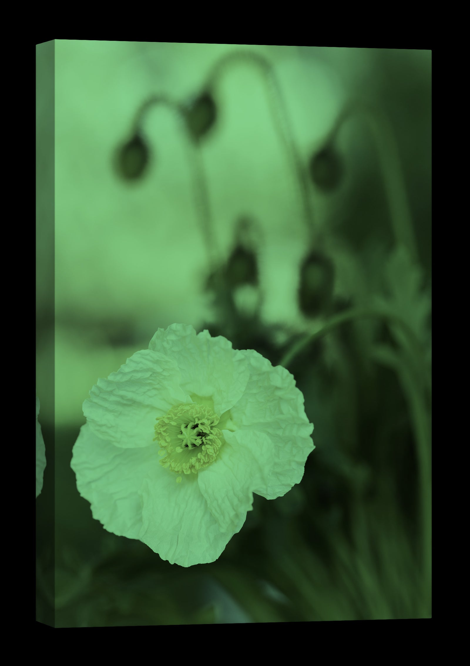 Flowers No. 065, glowing at night