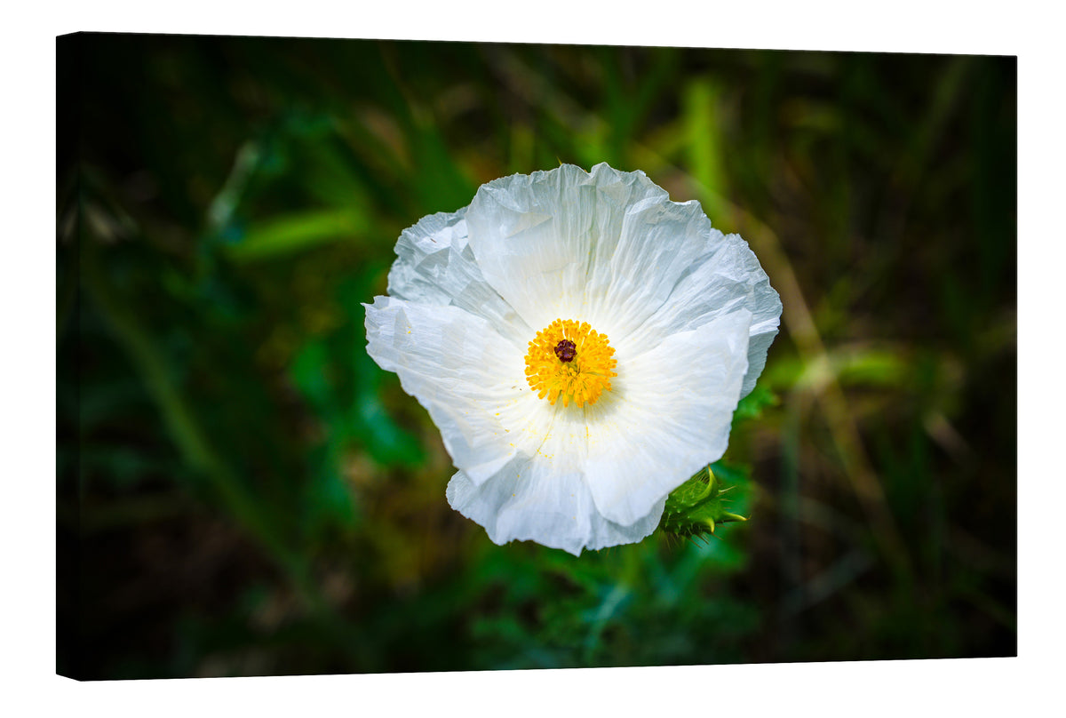 Flowers No. 067, by day