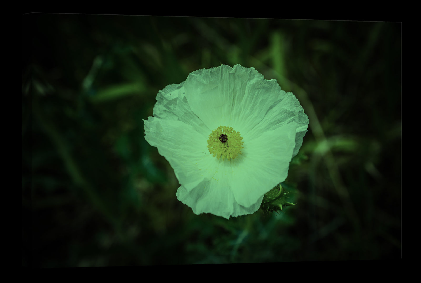 Flowers No. 067, glowing at night
