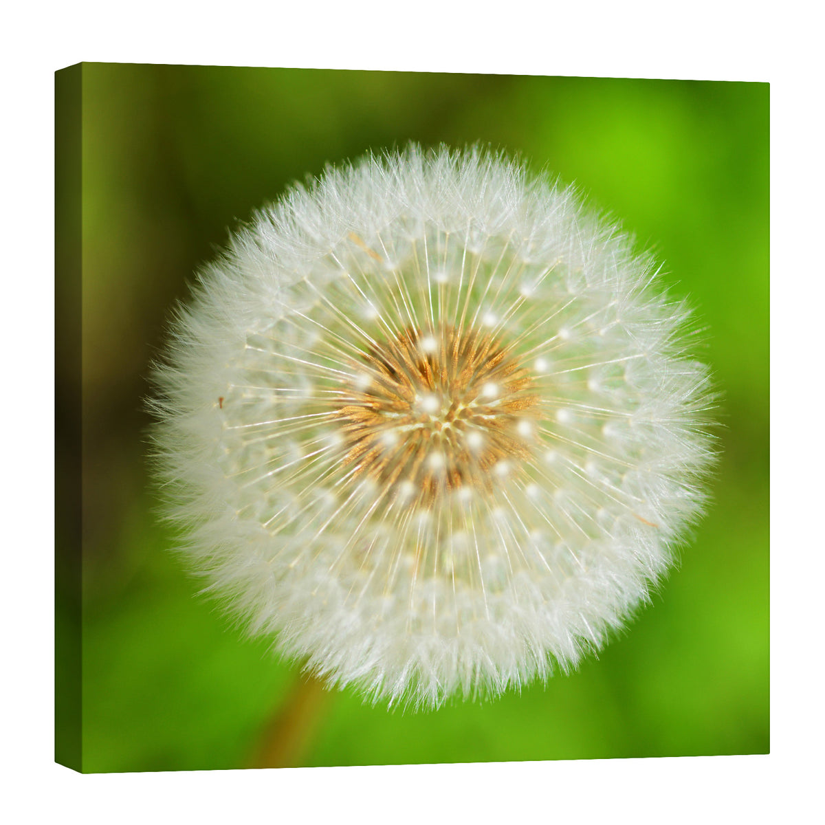 Flowers No. 068, by day